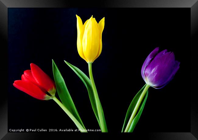 Three colourful Tulips on Black Framed Print by Paul Cullen