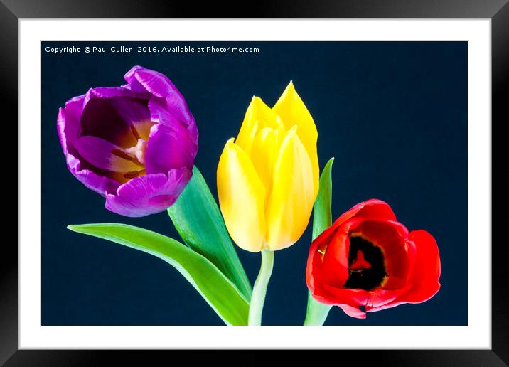 Three colourful Tulips on dark blue background Framed Mounted Print by Paul Cullen