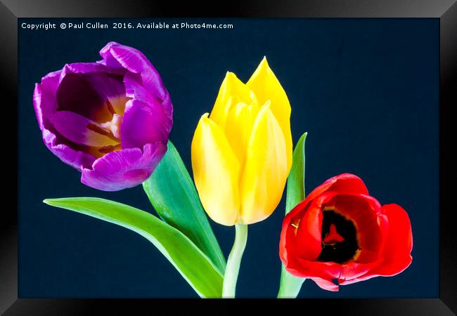 Three colourful Tulips on dark blue background Framed Print by Paul Cullen