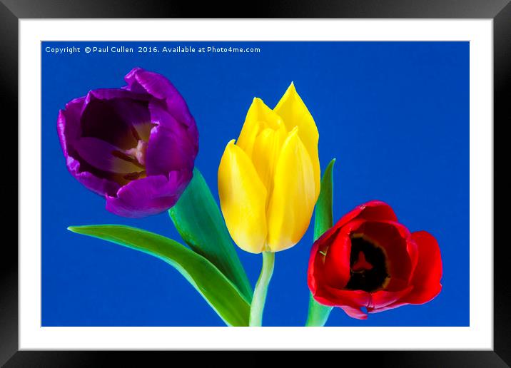 Three colourful Tulips on blue background Framed Mounted Print by Paul Cullen