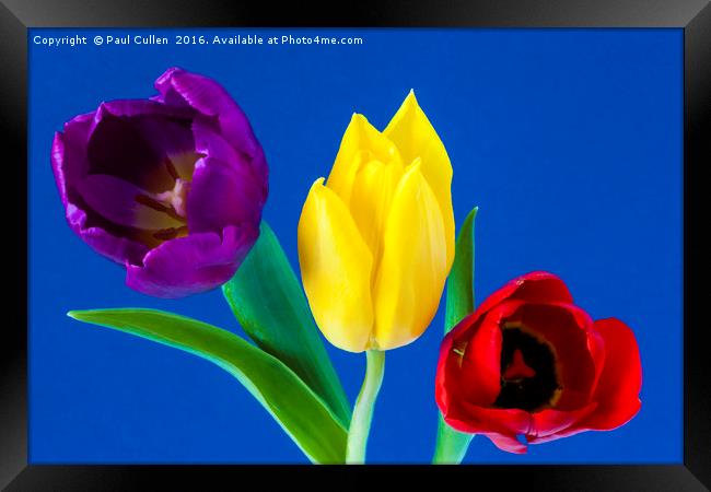 Three colourful Tulips on blue background Framed Print by Paul Cullen