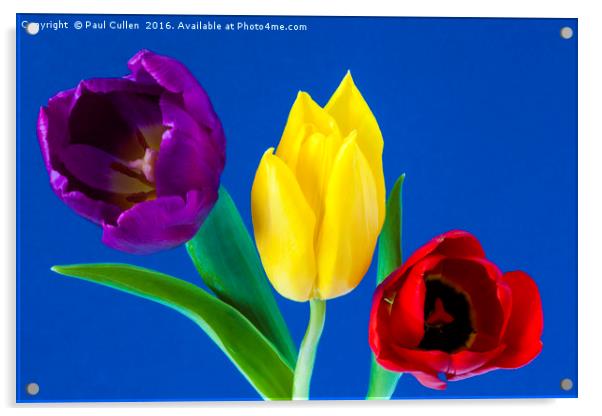 Three colourful Tulips on blue background Acrylic by Paul Cullen