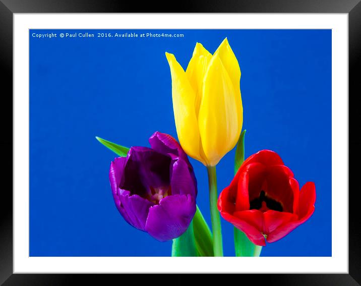Three colourful Tulips on mottled blue background Framed Mounted Print by Paul Cullen