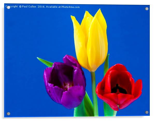 Three colourful Tulips on mottled blue background Acrylic by Paul Cullen