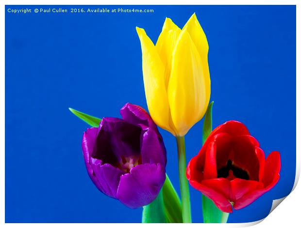 Three colourful Tulips on mottled blue background Print by Paul Cullen