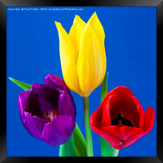 Three colourful Tulips on mottled blue background Framed Print by Paul Cullen