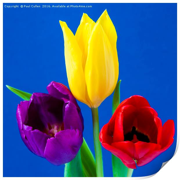 Three colourful Tulips on mottled blue background Print by Paul Cullen