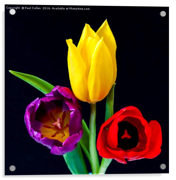 Three colourful Tulips on Black Acrylic by Paul Cullen