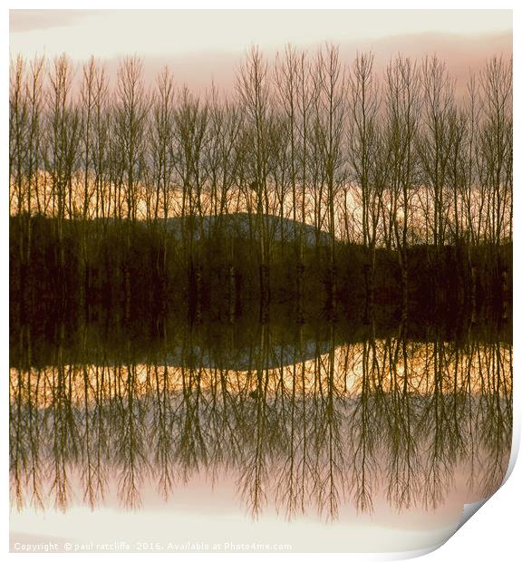silver birch reflection in herefordshire Print by paul ratcliffe