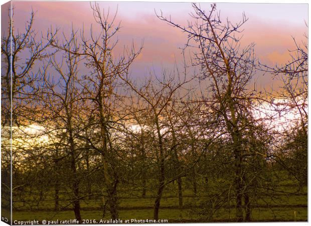 young apple trees at sunset Canvas Print by paul ratcliffe