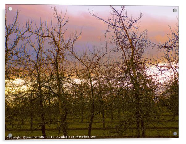 young apple trees at sunset Acrylic by paul ratcliffe