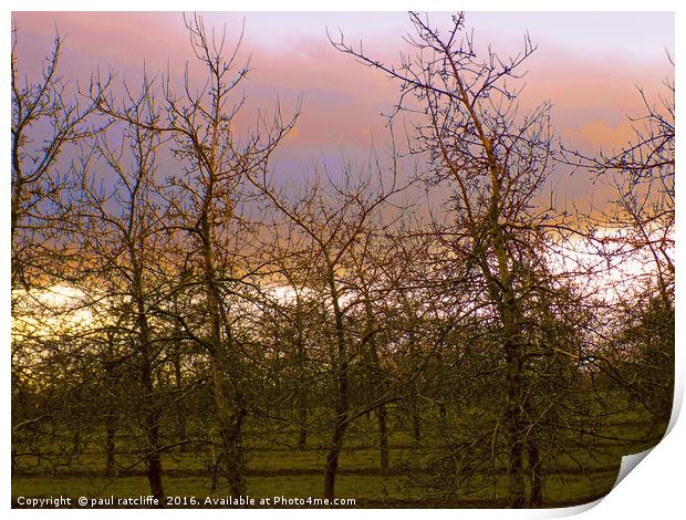 young apple trees at sunset Print by paul ratcliffe