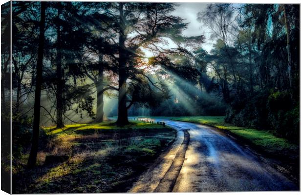 Wolferton Forest Canvas Print by Alan Simpson