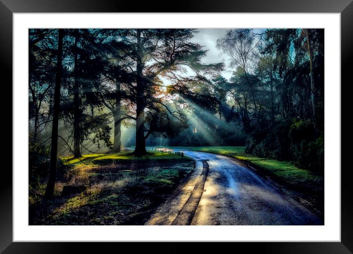 Wolferton Forest Framed Mounted Print by Alan Simpson