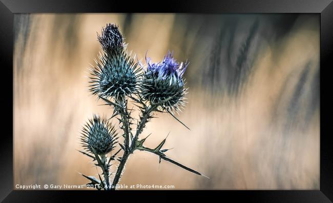 Summer Thistle Framed Print by Gary Norman