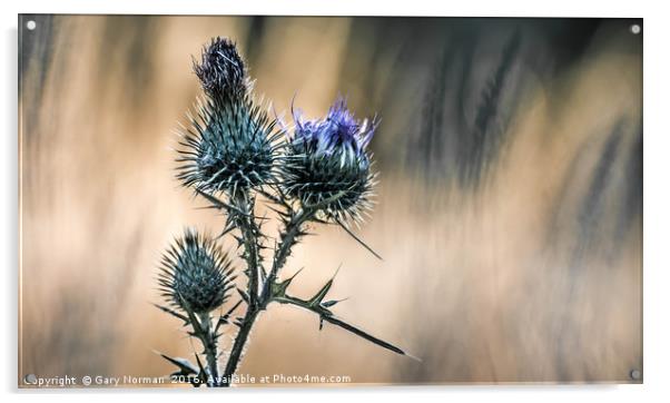 Summer Thistle Acrylic by Gary Norman