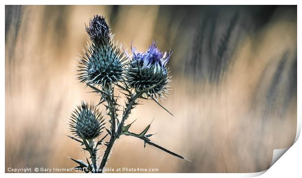 Summer Thistle Print by Gary Norman