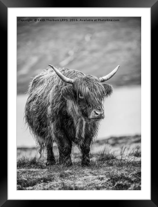 Highland Catle Framed Mounted Print by Keith Thorburn EFIAP/b