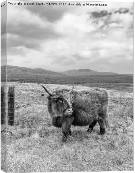 Highland Catle Canvas Print by Keith Thorburn EFIAP/b