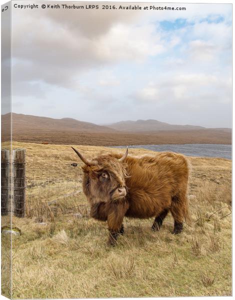 Highland Catle Canvas Print by Keith Thorburn EFIAP/b