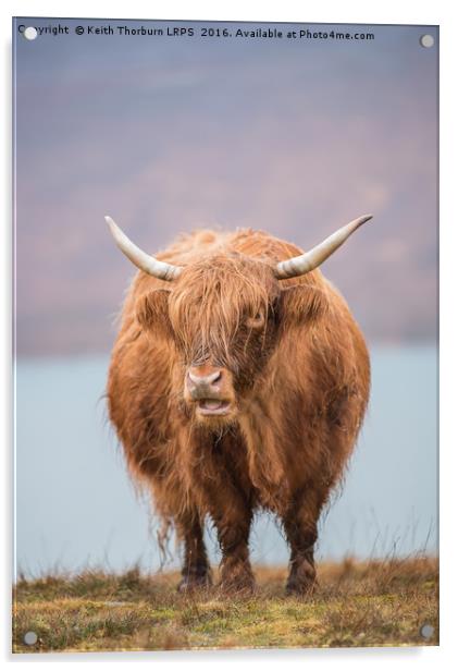 Highland Catle Acrylic by Keith Thorburn EFIAP/b