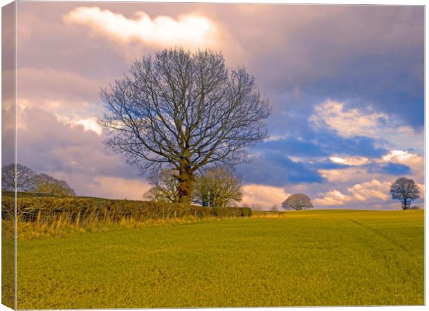 field view apostle farm kington herefordshire Canvas Print by paul ratcliffe