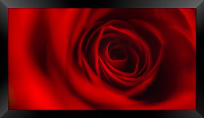Red Rose Petals Framed Print by Simon West