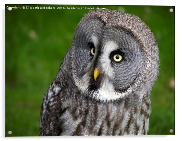 Glancing Alaskan Owl Acrylic by Elizabeth Debenham