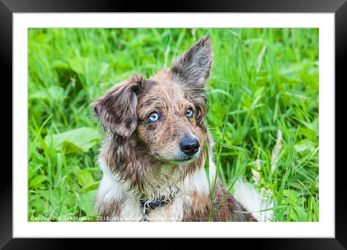 Border Collie Framed Mounted Print by Rob Mcewen