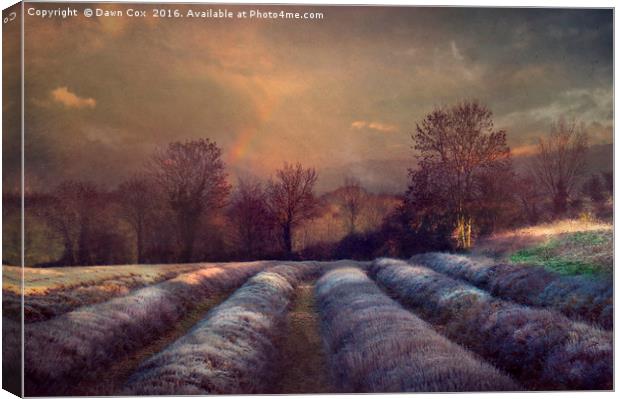 Lavender Field Canvas Print by Dawn Cox