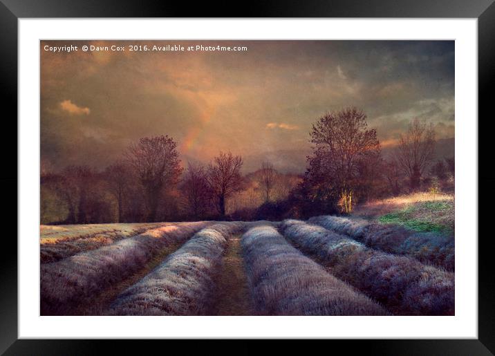 Lavender Field Framed Mounted Print by Dawn Cox