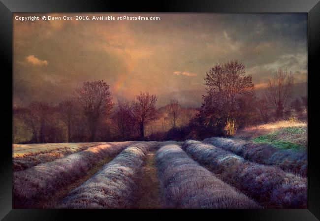 Lavender Field Framed Print by Dawn Cox
