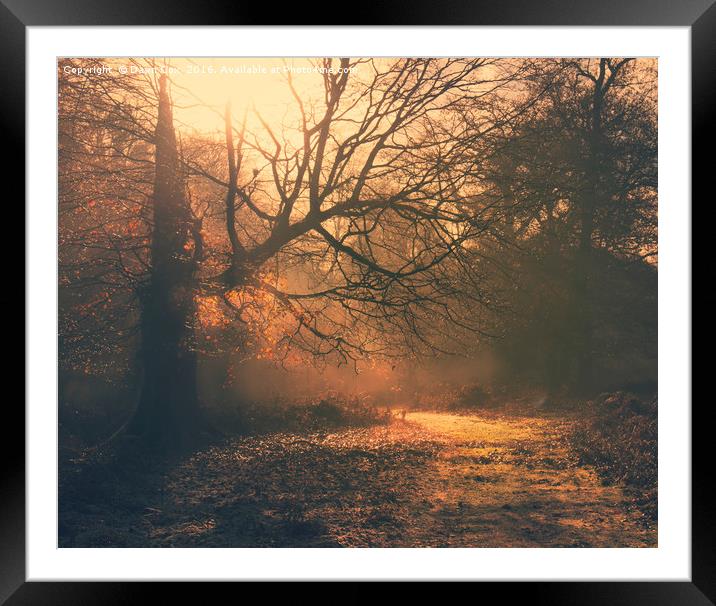 Beautiful Tree Framed Mounted Print by Dawn Cox