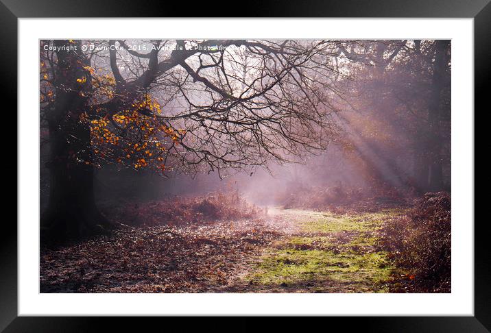 Autumn Light in the Forest Framed Mounted Print by Dawn Cox