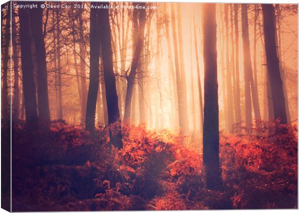 Golden Light in Woodland Canvas Print by Dawn Cox