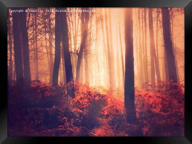 Golden Light in Woodland Framed Print by Dawn Cox