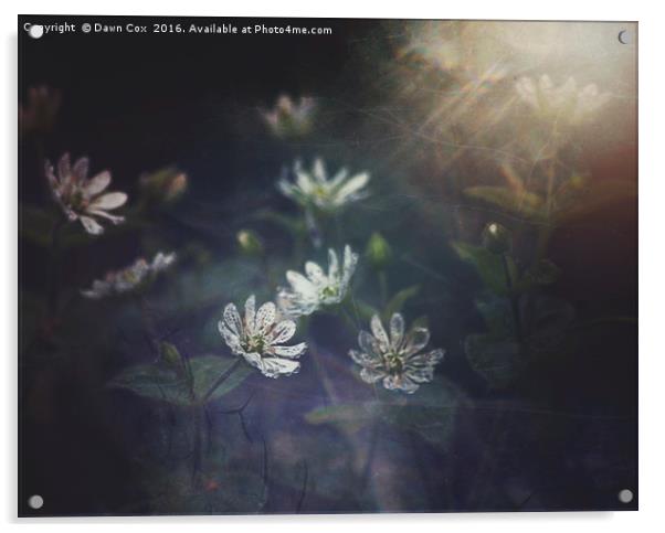 Woodland Flowers Acrylic by Dawn Cox