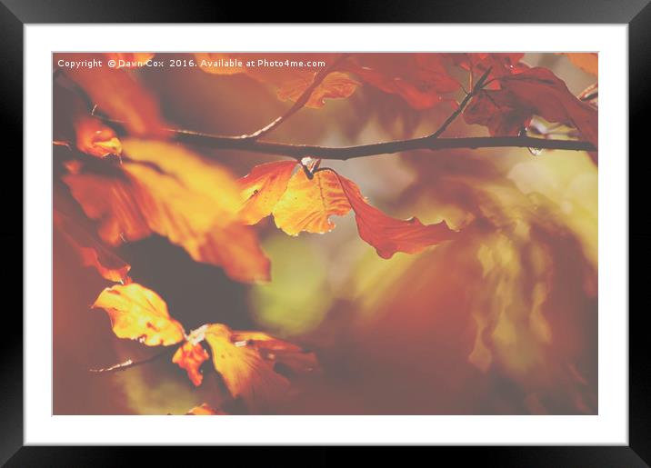 Autumn Leaves Framed Mounted Print by Dawn Cox