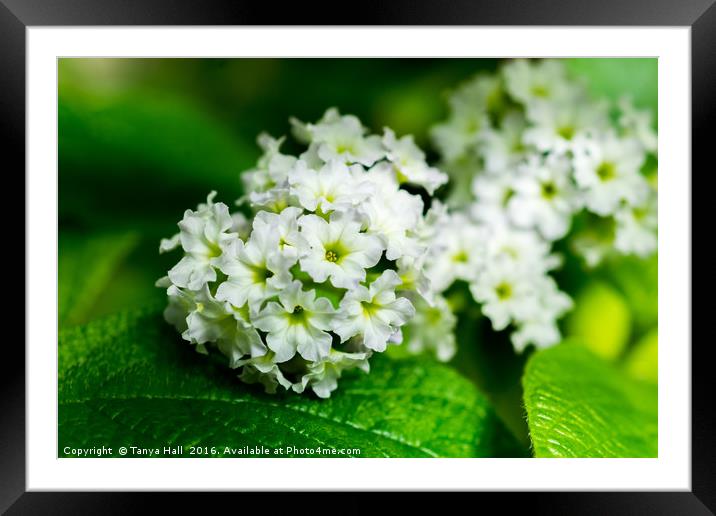 Heliotrope flowers Tiny White Flower Macro Photogr Framed Mounted Print by Tanya Hall
