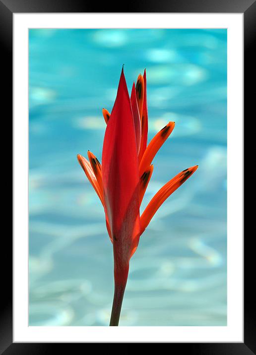 Water Flower Framed Mounted Print by Phil Swindin