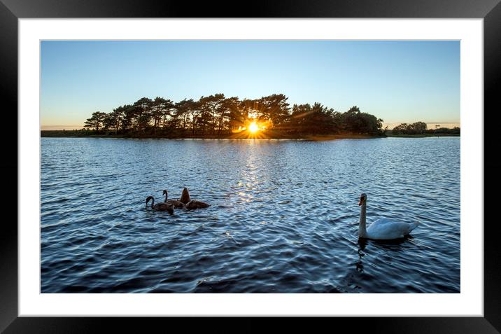 Swans at sunset  Framed Mounted Print by Shaun Jacobs