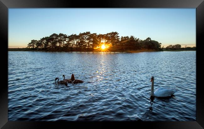 Swans at sunset  Framed Print by Shaun Jacobs