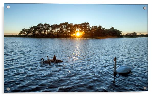 Swans at sunset  Acrylic by Shaun Jacobs