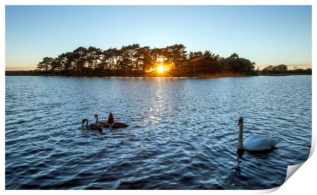 Swans at sunset  Print by Shaun Jacobs