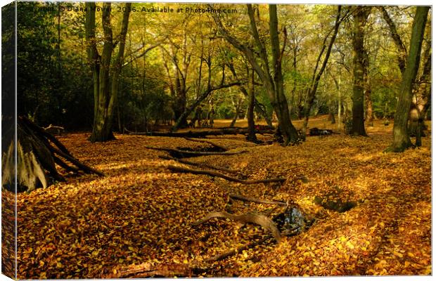 Epping Forest In Autumn Canvas Print by Diana Mower