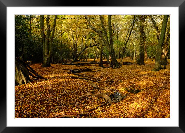 Epping Forest In Autumn Framed Mounted Print by Diana Mower
