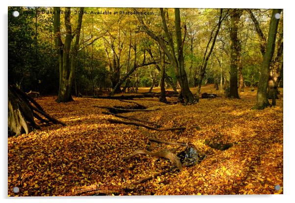Epping Forest In Autumn Acrylic by Diana Mower