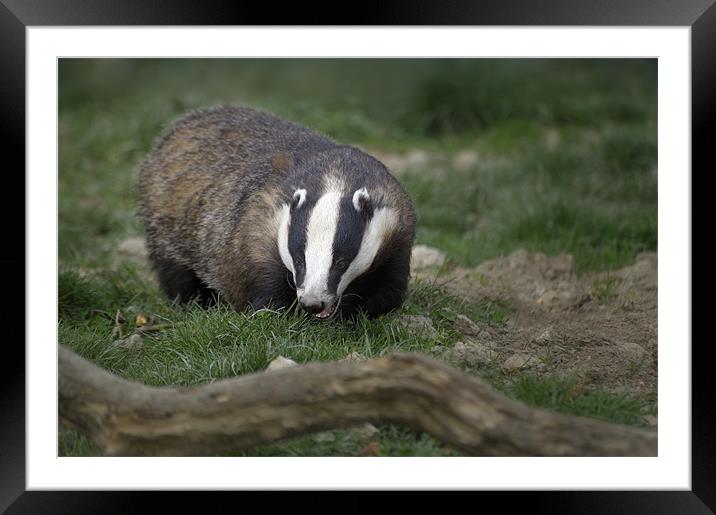 Badger Framed Mounted Print by Stephen Mole