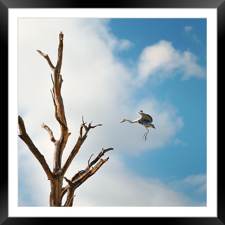 Heron about to land Framed Mounted Print by Stephen Mole