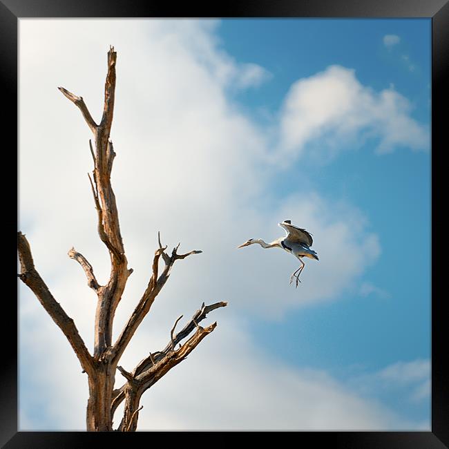 Heron about to land Framed Print by Stephen Mole